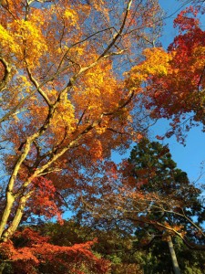 燃える秋、京都永観堂の紅葉